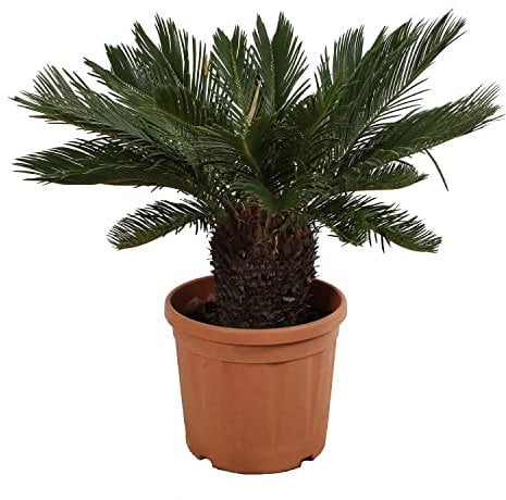 KENTIS - Cycas Revoluta con Decorazione Vaso in Juta - Palma Nana - Piante Vere da Esterno Resistenti - Pianta da Giardino Balcone - H 100/125 cm Vaso Ø 30 cm