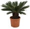 KENTIS - Cycas Revoluta con Decorazione Vaso in Juta - Palma Nana - Piante Vere da Esterno Resistenti - Pianta da Giardino Balcone - H 100/125 cm Vaso Ø 30 cm