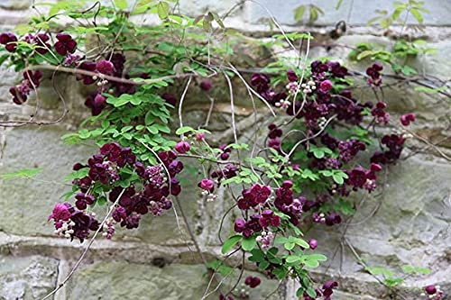 Plant Theory 60cm Cane Akebia Quinata Chocolate Vine Purple Flowering Vine Climbing Plant 2L Pot