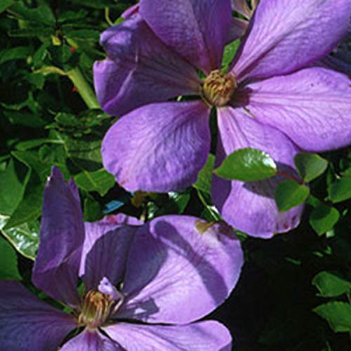 Clematis 'Mrs Cholmondeley' - Waldrebe 50-60 cm Pflanzcontainer