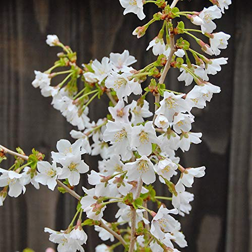 Thompson & MorganJapanese Cherry Blossom Tree Prunus Incisa Kojo-No-Mai Ornamental Fuji Plant Low Maintenance Colourful and Ideal for Pollinators (2 x 3.6 Litre Pots)