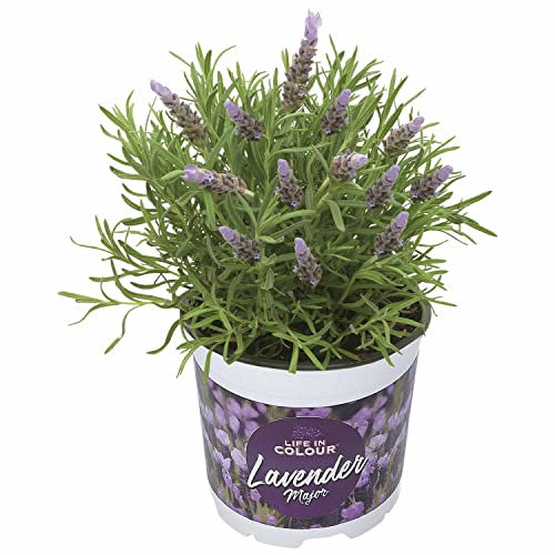 Lavanda Natural Planta para el Interior o el Exterior del Hogar