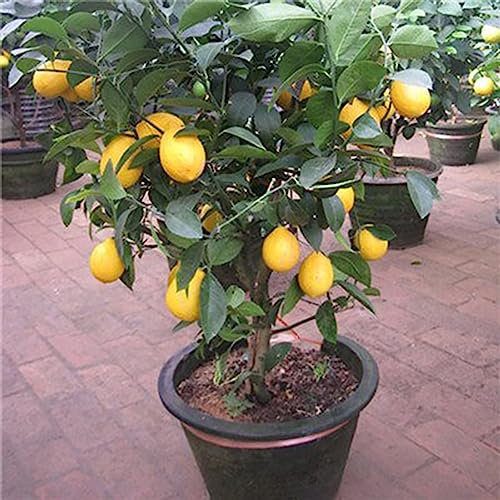 Semi di albero di limone, 20 Pz/borsa Semi di albero di limone Nutriente Facile da piantare Alta germinazione Piantine di piante perenni Fiore Albero da frutto Semi di ortaggi Semi Di Limone