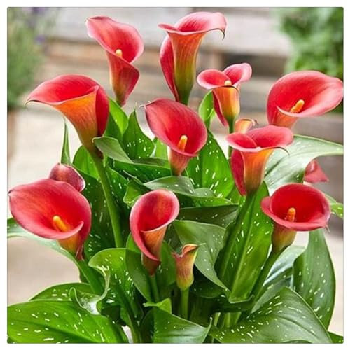 Calla lily plant,Calla lily bulbs,Flowering Tuber Excellent Display Indoor Perennial Balcony Garden Bulbs Can Be Potted Aromatic -2bulbs-D