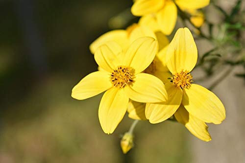 25 Seeds of Bidens Golden Eye Trailing Basket Plant Summer Bedding Plants