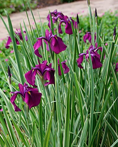 Iris ensata Variegata in a 17cm Pot Perennial Plant Suitable for Ponds and Boggy Areas