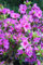 Azalea Japonica Blue Danube - Plant In 9cm Pot : Seeds Only