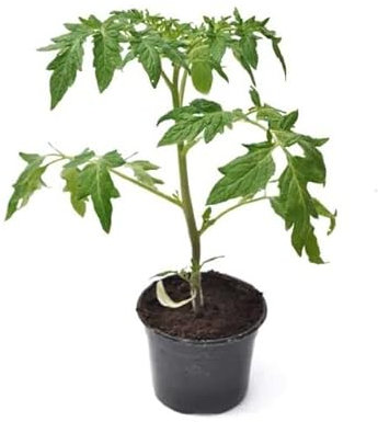 Tomatera Corazón de Buey Planta Natural Cultiva Tomates Frescos y Sabrosos Todo el Año con Nuestras Plantas