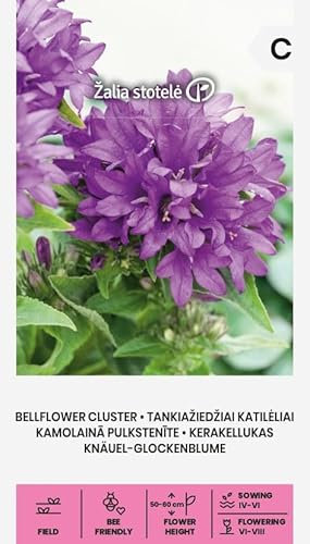 Zalia stotele | Knäuel–Glockenblume samen | Blumensamen | Pflanze samen | Gardensamen | Mehrjährige Pflanze, wächst aufrecht und erreicht gewöhnlich eine Höhe von 50–60 cm | 1 Pack