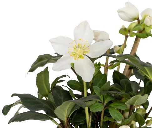 Christmas Carol |DECOALIVE | Planta Natural |Helleborus Niger | Flor Navidad Blanca
