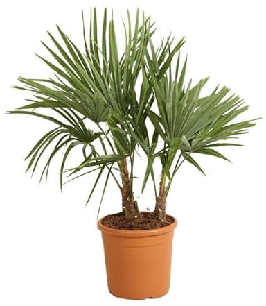 Palmier Chanvre Trachycarpus Fortunei 2 Troncs 120/130cm Pot 28cm - Plante En Pot - Floraison Mai à Juin Exposition - Exposition Soleil Sol