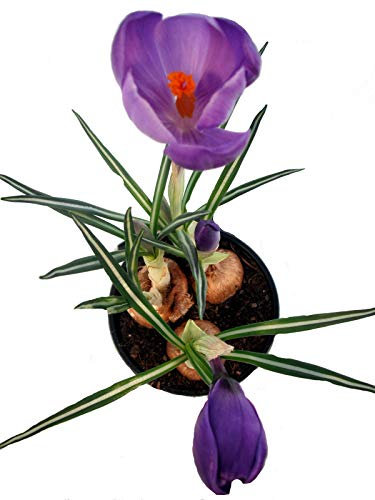 Krokusse im Topf angetrieben violett - Bienenfreundliche Frühlingspflanzen