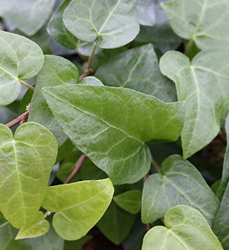 10x Efeu Mein Herz 10-15cm - Hedera helix