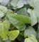 10x Efeu Mein Herz 10-15cm - Hedera helix