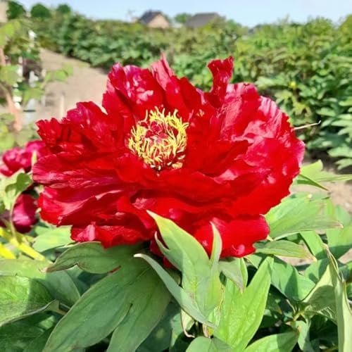 1 pcs pfingstrosen zwiebeln - frühlingsblüher zwiebeln, winterharte blumen hochbeet balkon, gartenblumen blumenzwiebeln mehrjährig winterhart, garten blumen winterhart dekopflanzen