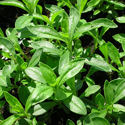 Blumixx Stauden Satureja montana - Berg-Bohnenkraut, im 0,5 Liter Topf, hell-violett blühend