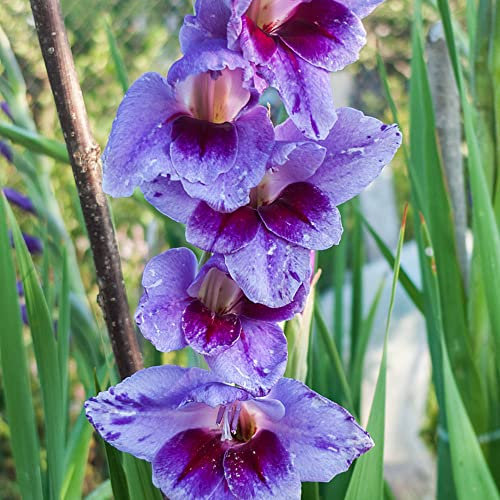 4 Bulbo de gladiolo perennes resistentes,serie de plantas raras,Bulbo de flores,flores,prados,jardín,regalo,plantas de interior,maceta,plantas perennes resistentes,plantas de