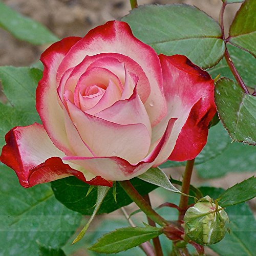 (FTRF Peach * Ambizu *) 50 semi/pacchetto, Nuova Fichier Tea Rose ibridi e semi di gemme a fiore: Only Seeds