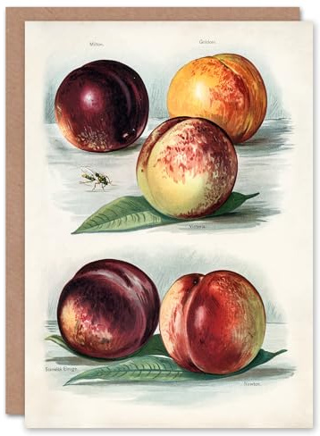 Artery8 John Wright Art Card Vintage Fruit Illustration Peach Varieties