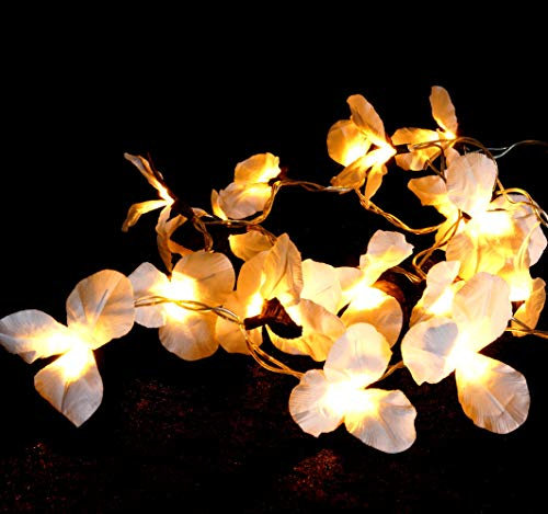 GURU SHOP Exotische Lotusblüten, Blüten LED Lichterkette Chiang Mai 20 Stk. - Lotus Naturweiß, 6x6x350 cm