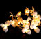 GURU SHOP Exotische Lotusblüten, Blüten LED Lichterkette Chiang Mai 20 Stk. - Lotus Naturweiß, 6x6x350 cm