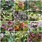 500 pcs Christrosen kaufen samen - deko büro zimmerpflanzen wenig lichtbedarf Christrose, plants topfpflanzen draußen winterhart balkon deko seed flowers blumendeko hochbeete für garten
