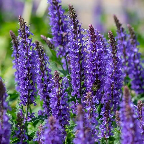 100 semi di fiori di salvia viola