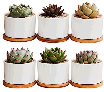 AEFPOYMXU 6 vasi per piante grasse bianche da 10 cm in ceramica per piante da interno vasi da fiori con vassoio di drenaggio (piante non incluse)
