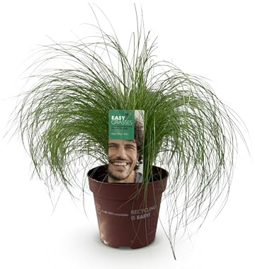 Ziergräser - Stipa tenuifolia Pony Tails - Grün - 2 Pflanzen - Immergrün - Wenig Pflege - 40-50cm - Ø17cm - Gartenpflanze