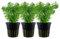 AquaOne Aquarium Pflanze 3 Stück Limnophila sessiliflora I Mittelgrund Wasserpflanze Aquariumpflanze Rosette einfach Aquascaping Dekoration