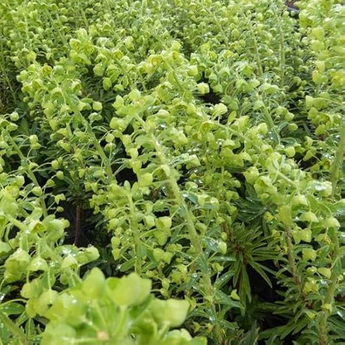 6x Mittelmeer Wolfsmilch 'Forescate' - Euphorbia characias ‘Forescate’ - Topf 9x9cm