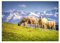 H7839 Wandbild, Motiv Schaf, 70 x 50 cm