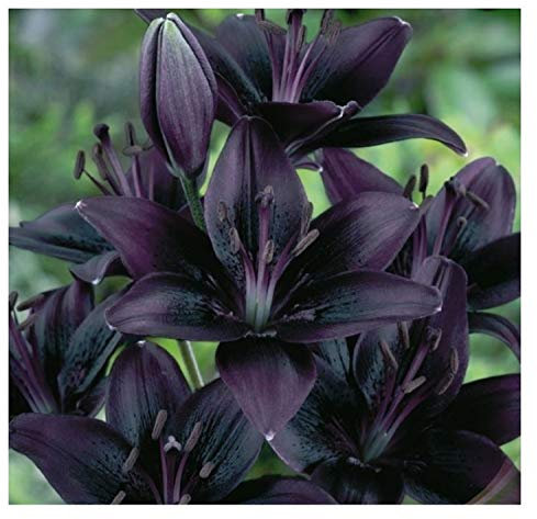 Stk - 10x Lilie Schwarz - Lilie F1 Zwiebeln Knollen Garten Pflanze K-ZK63 - Seeds & Plants Shop by Ipsa