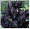 Stk - 10x Lilie Schwarz - Lilie F1 Zwiebeln Knollen Garten Pflanze K-ZK63 - Seeds & Plants Shop by Ipsa