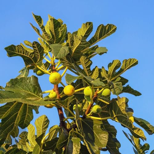 50 Pcs Feigenbaum Winterhart Samen, Feigen, Feige Kälteschutz Für Pflanzen, Säulenobstbäume (Ficus Carica) Winterharte Kübelpflanzen, Obstbäume Kaufen Winterharte Pflanzen Für Kübel,