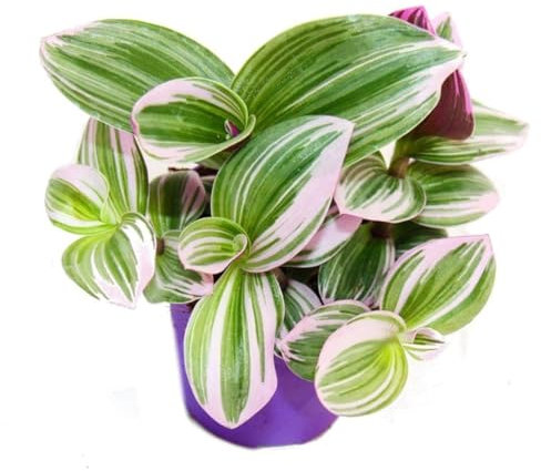 Tradescantia 'Nanouk' Pflegeleichte Zimmerpflanze mit 9 cm Topf, rosa