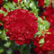 Rose Centro-Rose- Bodendeckerrose leuchtend roten Blüten - Kleinstrauchrose Pflanze Winterhart Halbschattig von Garten Schlüter - Pflanzen in Top Qualität