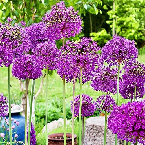 Woodland bulbs 10 x Allium Bulbs ‘Purple Sensation’ Summer Flowering Bulbs - Garden Perennials Plants Bulbs Flowers - Perfect for Bees - Plant in Flowerbeds & Borders - Bulbs Size 10/12 (Free UK P&P)