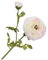 Silk-ka Kunstblume-Seidenblume Ranunkel Stängel Creme 63 cm Aktionsrabatt Pro 2 Stück