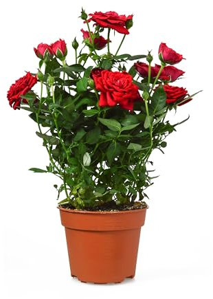 Rose Plants - Miniature Rose ‘Red’ - 1 x Full Plant in 10.5cm Pot - Roses - Christmas Plants - Indoor Plant - Premium Quality Houseplants