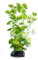 Betta Realistic Silk Artificial Aquarium Plants ~ 30cm Silk Green Hydrocoytle Plant