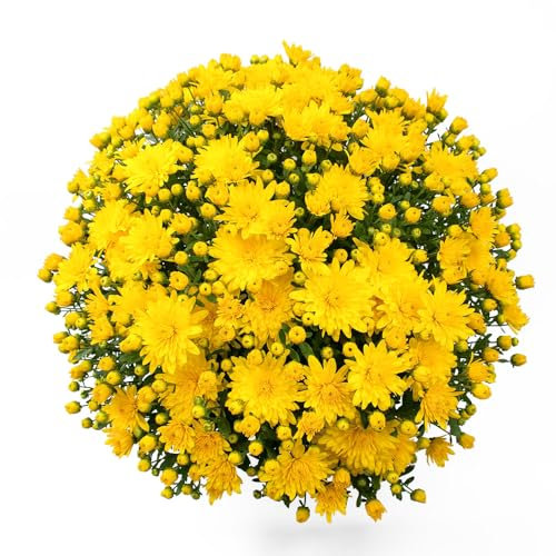 Chrysanthemum Plants 'Brancrown'. 1L Plant. Perennial Bright Yellow Daisy Flowers for Cutting Gardens. Garden mums. Available from Bedwen Plants
