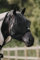 Kentucky - Fliegenmaske Classic ohne Ohren schwarz Full