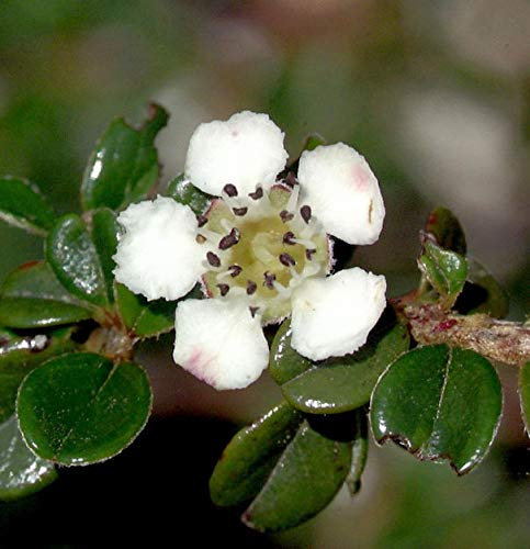 Hochstamm Immergrüne Kissenmispel 40-60cm - Cotoneaster microphyllus - lebende Gartenpflanze aus den Baumschulen
