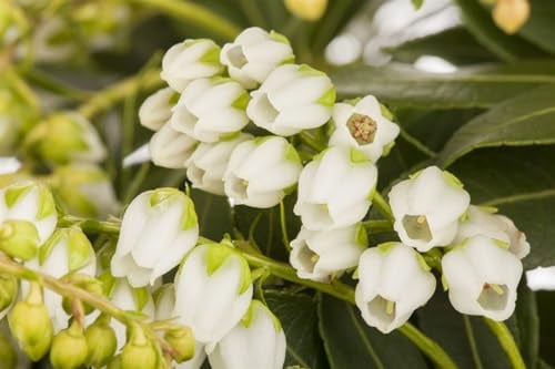 Lavendelheide 'Sarabande' 25-30 cm Topf Pieris japonica winterhart | Pieris japonica, weiße Blütentrauben März-April, halbschattig bis schattig, kompakter Wuchs 60-90 cm, winterhart bis -23 °C