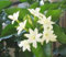 3er-Set Winterharter Jasmin – Rote, rosa & gelbe Blüten (30-50 cm, bis -15°C)