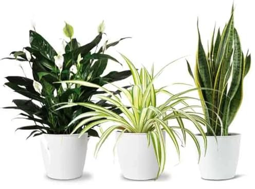 3 x Air Purifying Plants Spider Plant Chlorophytum, Spathiphyllum Peace Lily, Snake Plant Sansevieria Laurentii in 10-12 cm pots
