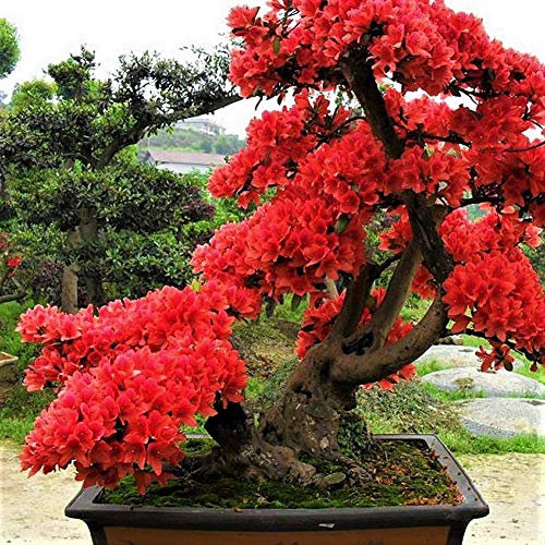 Portal Cool 10Pcs neue rote Japanische Sakura Samen Kirschblüten-Blumen-Bonsais Rare Samen Baum