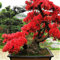 Portal Cool 10Pcs neue rote Japanische Sakura Samen Kirschblüten-Blumen-Bonsais Rare Samen Baum