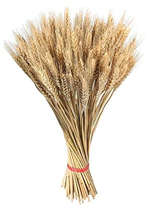 JINGLING 100 Getrocknete Blumen Weizen Natürliche Trockenblumen Weizen Weizenstrauß Deko Getrocknete Weizen Blumen Für Hochzeit Mittelstücke Zuhause Balkon Tisch Vase Weihnachten Deko